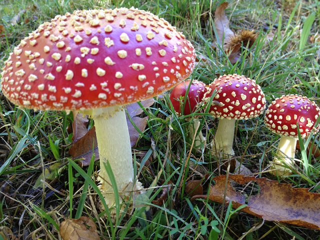 Amanita muscaria